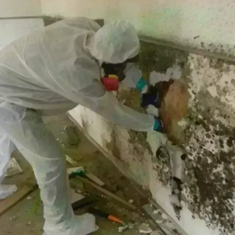 Mold Remediation and Removal in Winthrop, MA